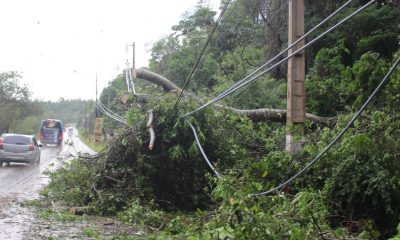 Varios cables quedaron sueltos productos de la caída de árboles. (Foto Agenda Paraguay)