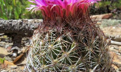 El cactus cola de zorro (Escobaria vivípara) es una planta globosa que rara vez crece solitaria y suele formar grupos; lamentablemente desapareciendo ya que tiene problemas de conservación en su hábitat natural de Norteamérica (Foto por Steve Jones).
