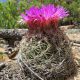 El cactus cola de zorro (Escobaria vivípara) es una planta globosa que rara vez crece solitaria y suele formar grupos; lamentablemente desapareciendo ya que tiene problemas de conservación en su hábitat natural de Norteamérica (Foto por Steve Jones).