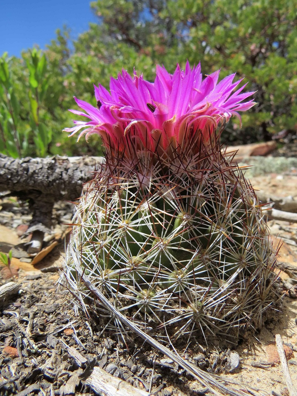 El cactus cola de zorro (Escobaria vivípara) es una planta globosa que rara vez crece solitaria y suele formar grupos; lamentablemente desapareciendo ya que tiene problemas de conservación en su hábitat natural de Norteamérica (Foto por Steve Jones).