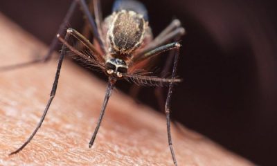 La malaria es transmitida a través de un mosquito.