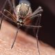 La malaria es transmitida a través de un mosquito.