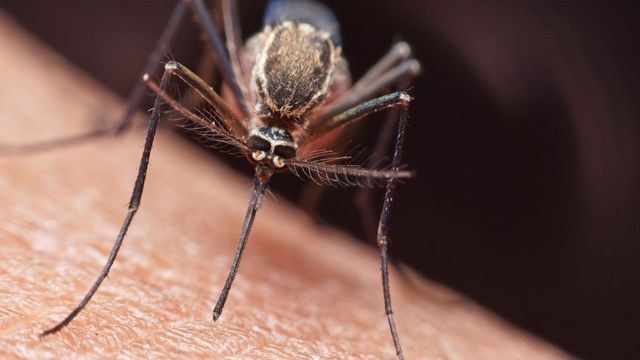 La malaria es transmitida a través de un mosquito.