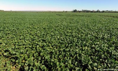 Campos de soja en Santa Rosa del Monday, Paraguay. Foto: Gentileza.