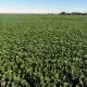 Campos de soja en Santa Rosa del Monday, Paraguay. Foto: Gentileza.