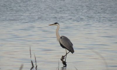 Ardea cocoi o hoko guasu, más conocida como garza mora. Foto: Rebeca Irala.