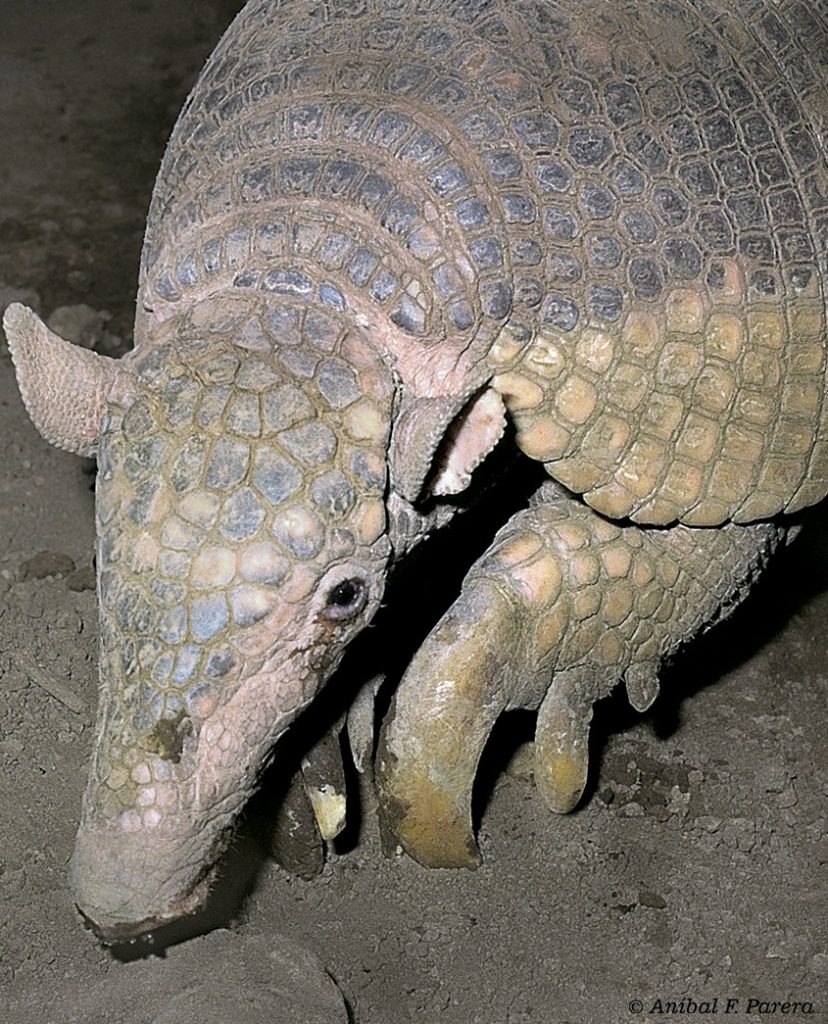 Priodontes maximus. Foto: Anibal Parera.