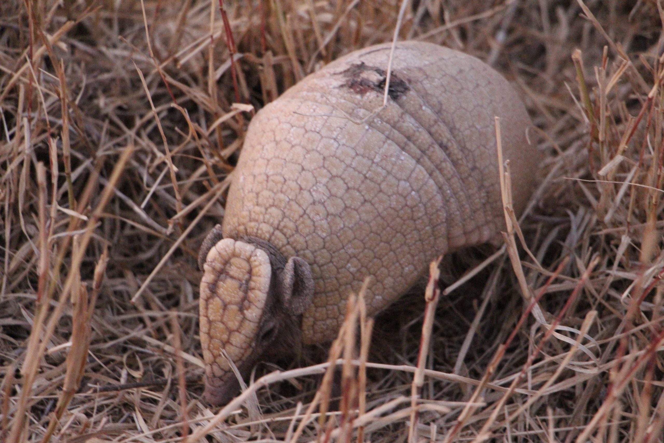 Tatu bolita (Tolypeutes matacus). Foto: Lourdes Matozo.