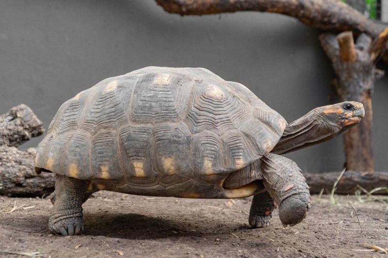 Tortuga Yabot de Paraguay a Parque Nacional de Argentina El