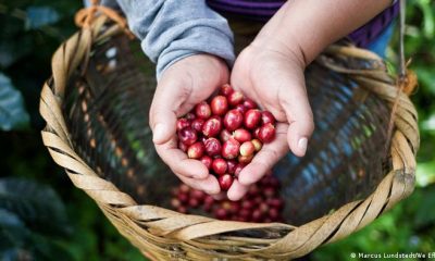 Nuevas reglas dificultarán aún más a partir de 2022 colocar café, chocolate o vino en China, el mayor mercado mundial. Foto: We Efect.