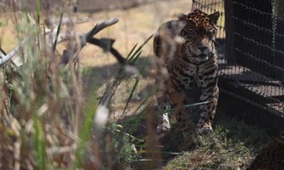Un jaguar se pasea por el Santuario Reino Animal en Oxtotipac Otumba, estado de México (México)