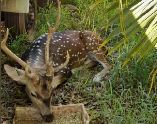 El escolta presidencial falleció tras ser atacado por un venado. (Foto Fidel Oviedo-Twitter)