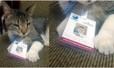 El gato con su carnet de funcionario del Correo Paraguayo, se hizo viral en redes sociales.