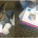 El gato con su carnet de funcionario del Correo Paraguayo, se hizo viral en redes sociales.