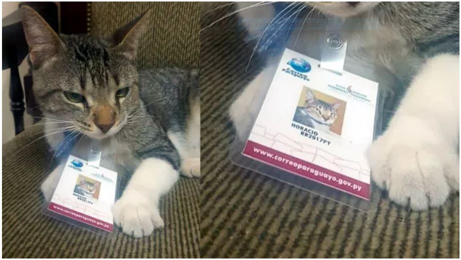 El gato con su carnet de funcionario del Correo Paraguayo, se hizo viral en redes sociales.