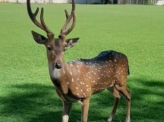 El ejemplar de venado permanece desde hace unos años en predio de Mburuvicha Róga. Foto: Twitter.