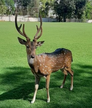 El ejemplar de venado permanece desde hace unos años en predio de Mburuvicha Róga. Foto: Twitter.