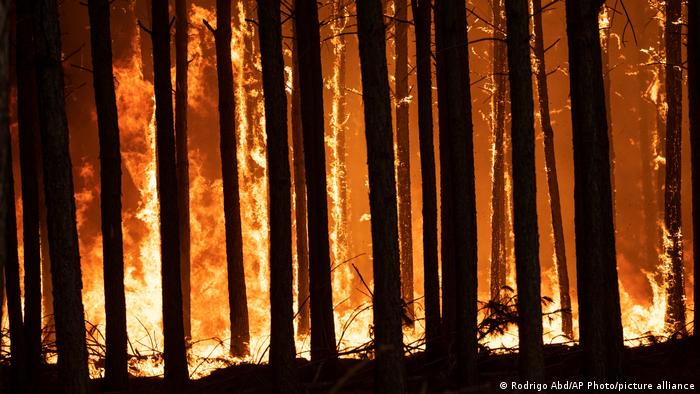 La provincia de Corrientes sufre desde enero pasado incendios forestales que han arrasado al menos 785.238 hectáreas. Foto: Picture Aliance.