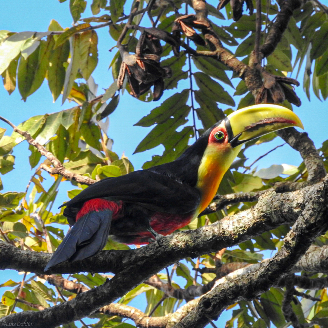 Tucán pico verde (Ramphastos dicolorus) presenta la garganta y pecho de color anaranjado, tanto su pico como la zona alrededor de sus ojos (periocular) tienen un color oliváceo amarillento. Es más confiado y fácil de observar que el tucán chico. Foto: Luis Doldán.