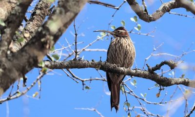 Trepador chinchero grande o arapasu guasu, Drymornis bridgesii, uno de los pocos trepadores que son terrícolas, con pico muy largo y curvo (foto de Tatiana Galluppi)