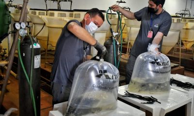 Itaipu Binacional inició la temporada de entrega de peces producidos por su Estación de Acuicultura.