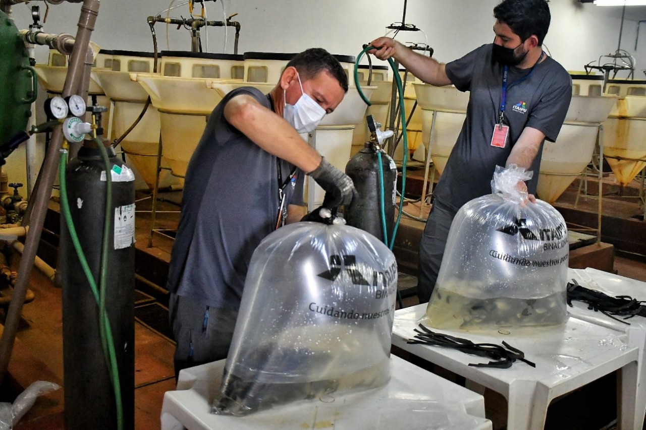 Itaipu Binacional inició la temporada de entrega de peces producidos por su Estación de Acuicultura.