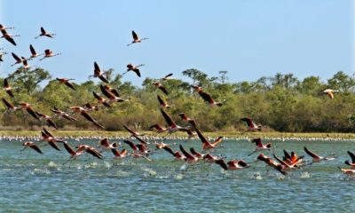 Aves del Chaco paraguayo sobrevolando tajamares. Foto: Agencia IP