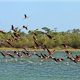 Aves del Chaco paraguayo sobrevolando tajamares. Foto: Agencia IP