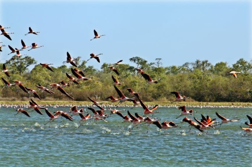 Aves del Chaco paraguayo sobrevolando tajamares. Foto: Agencia IP