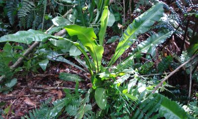 Helecho Asplenium-serratum. Foto: Lidia Pérez de Molas.