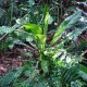 Helecho Asplenium-serratum. Foto: Lidia Pérez de Molas.