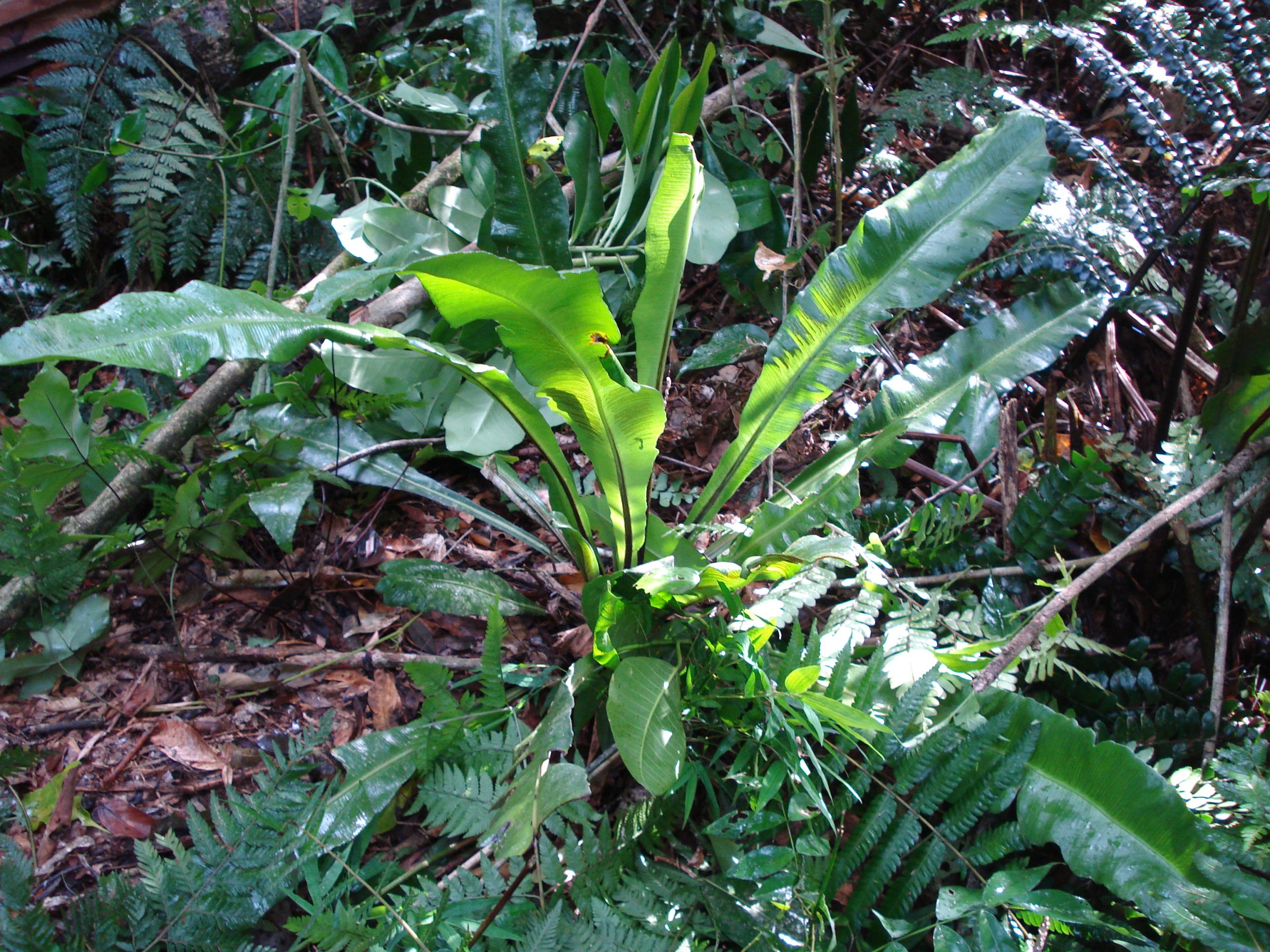 Helecho Asplenium-serratum. Foto: Lidia Pérez de Molas.