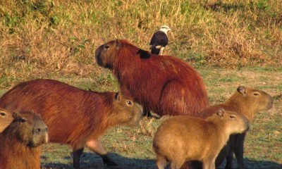 El chimachima o kirikiri (Milvago chimachima), es un ave rapaz bastante oportunista que puede ser encontrada en diversos ambientes, tanto rurales, como urbanos,. Fotos: Rebeca Irala.