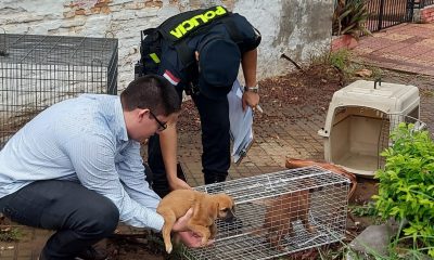 Uno de los animales rescatado. (Foto Ministerio Público)