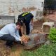 Uno de los animales rescatado. (Foto Ministerio Público)