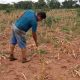 Los agricultores sufrieron varios días por la sequía. (Imagen ilustrativa- Radio Nacional)