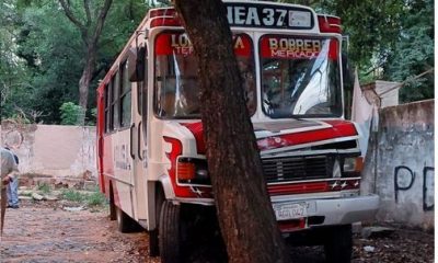 El colectivo fue a parar contra un árbol. (Gentileza)