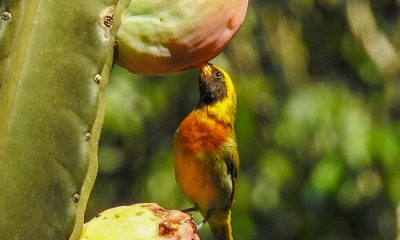 Saíra dorada (Hemithraupis guira). Esta especie de la familia Thraupidae, pariente del saihovy, mide 12 cm. Su coloración es muy llamativa. Foto: Carlos Ortega.