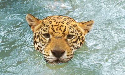 Especies de nuestra fauna en vías de extinción. Foto: Itaipú.