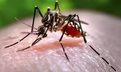 El zika se propaga por el mosquito Aedes aegypti.