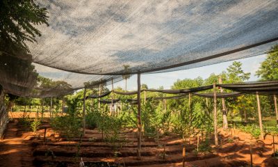 Productores agrícolas de la Cooperativa Campesina del Norte, de Alfonso Cué, Horqueta cosechan marihuana medicinal para diferentes enfermedades. (Foto 1020 AM)