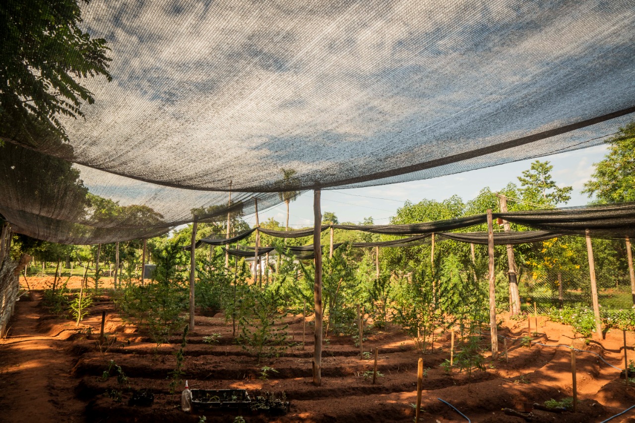 Productores agrícolas de la Cooperativa Campesina del Norte, de Alfonso Cué, Horqueta cosechan marihuana medicinal para diferentes enfermedades. (Foto 1020 AM)