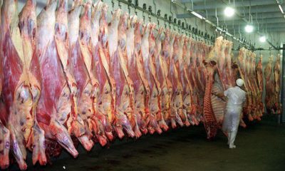 Paraguay aguarda el visto bueno de otros países para la exportación de la carne vacuna. Gentileza