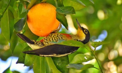 El carpintero arcoiris, de llamativos colores, alimentándose de un fruto de color llamativo también (Foto por José Maria Paredes)