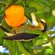 El carpintero arcoiris, de llamativos colores, alimentándose de un fruto de color llamativo también (Foto por José Maria Paredes)