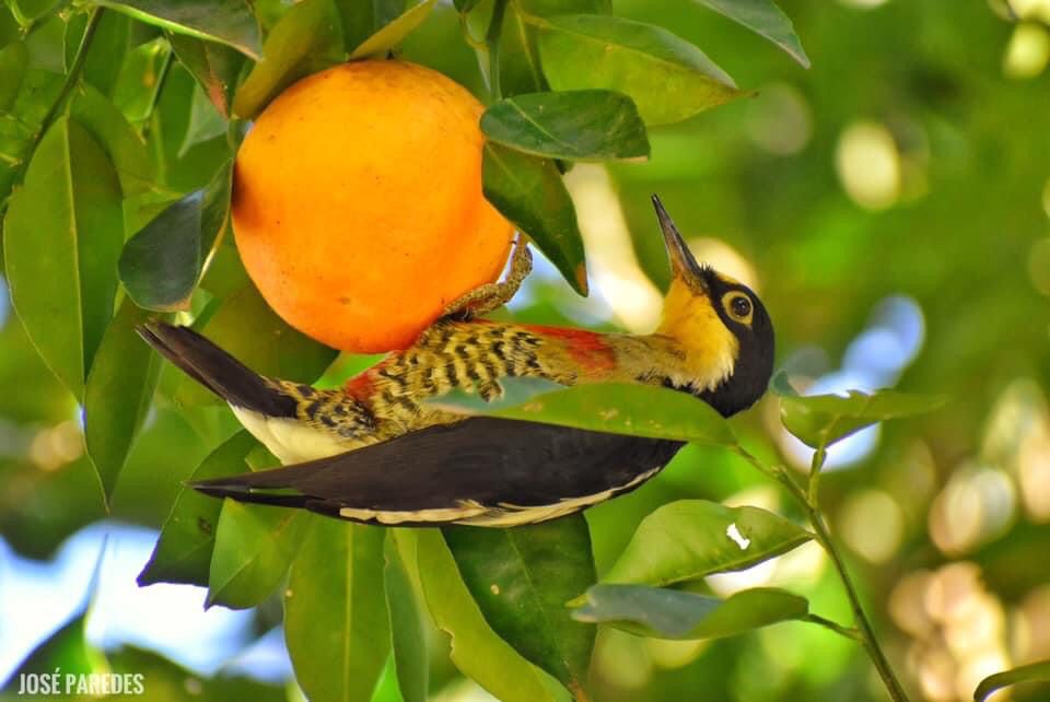 El carpintero arcoiris, de llamativos colores, alimentándose de un fruto de color llamativo también (Foto por José Maria Paredes)