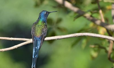 Picaflor tijereta (Eupetonema macroura) es el picaflor de mayor tamaño que ocurre en Paraguay (15 cm). Su larga cola furcada y azul es su inconfundible marca de campo. Foto: José María Paredes.