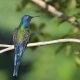 Picaflor tijereta (Eupetonema macroura) es el picaflor de mayor tamaño que ocurre en Paraguay (15 cm). Su larga cola furcada y azul es su inconfundible marca de campo. Foto: José María Paredes.