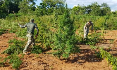 La plantación estaba en etapa de cosecha.(Ilustrativa)