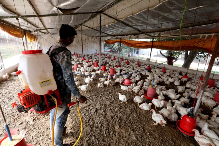 La influenza aviaria ocurre especialmente en aves silvestres y domésticas, pero los casos de transmisión entre humanos son extremadamente raros. Foto: Infobae.